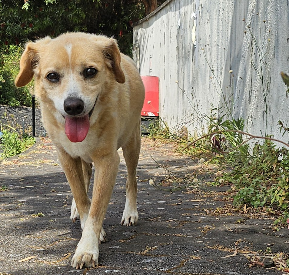 Candy, our rescue dog, walking outdoors with a happy grin