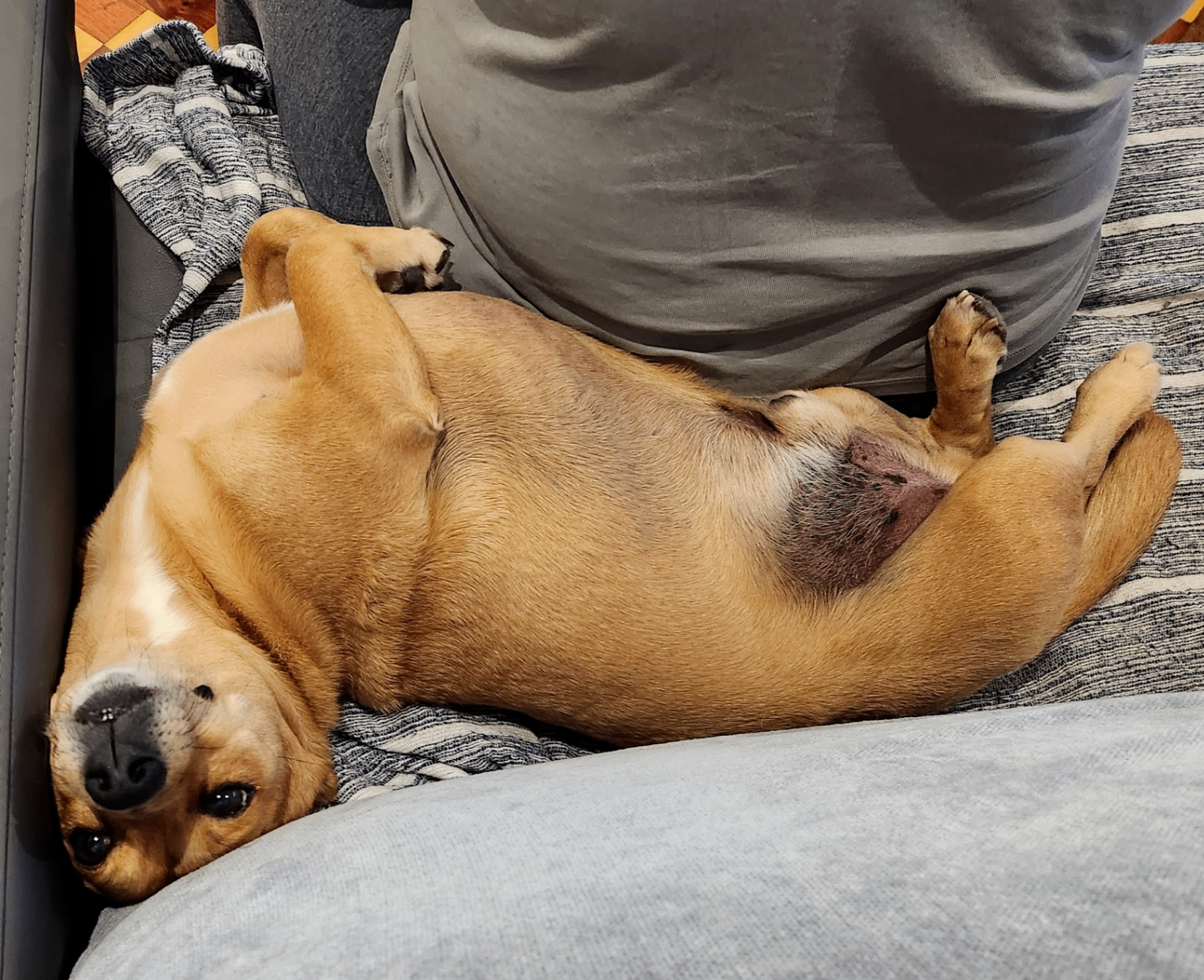 Bruno, our rescue dog, relaxing belly-up on the sofa